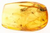 Fossil Ant, Fly, Gall Midge, Fungus Gnats & True Midge in Baltic Amber #284643-1